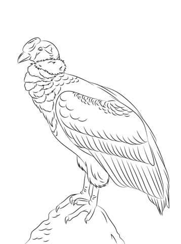 Perched Andean Condor Coloring Page